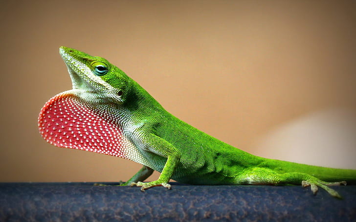 Young Lizard, green lizard, HD wallpaper