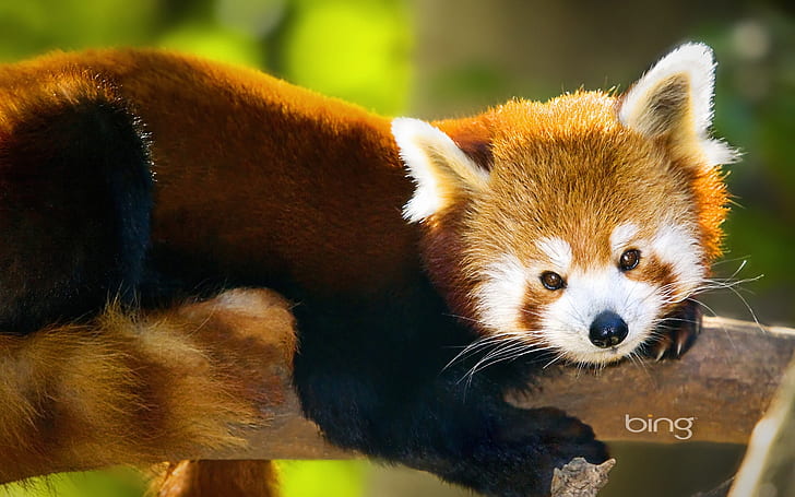HD wallpaper: bing microsoft Bing's Best 3 Animals Other HD Art, red, panda  | Wallpaper Flare