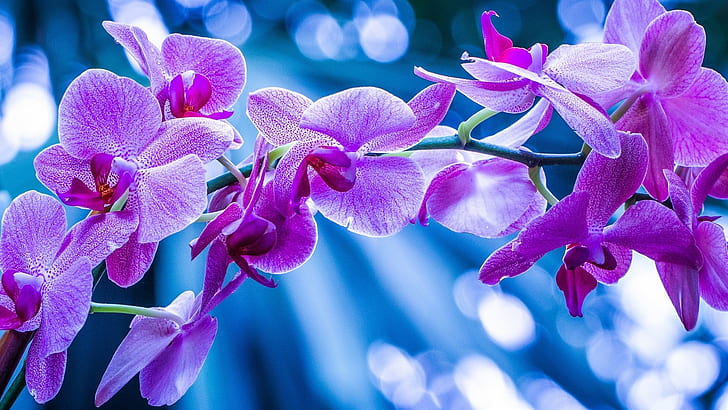 Phalaenopsis, orchids, pink flowers, branch, HD wallpaper