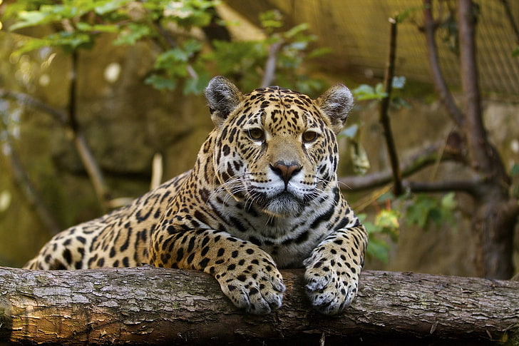 HD wallpaper: face, stay, predator, paws, Jaguar, wild cat, zoo, big cat |  Wallpaper Flare