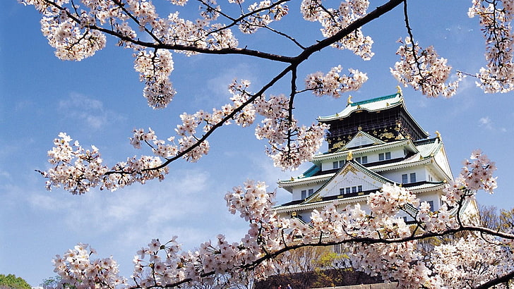bloom, spring, cherry blossom, japanese cherry, sky, HD wallpaper