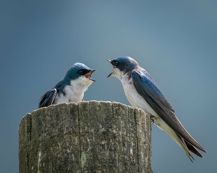 tiltshift lens photography of blue and white birds, tree swallows, tree swallows
