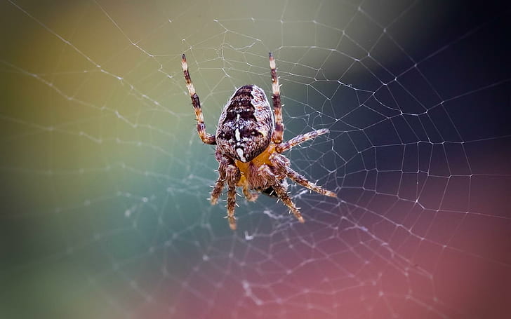 Spider Web, yellow, orange, ginger, insect, nature, halloween, HD wallpaper
