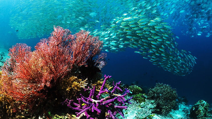 reef, animals, coral, coral reef, underwater, fish, sea, marine, HD wallpaper
