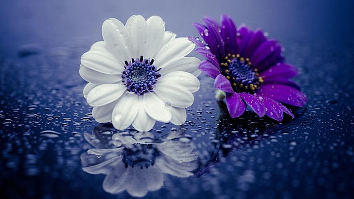 Water drop on a flower wallpaper  Photography wallpapers  8427