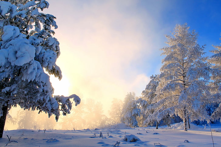 trees covered with snows, winter, nature, landscape, cold temperature