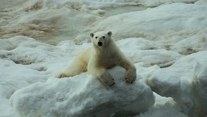HD wallpaper: Polar Bear Bear Snow Ice HD, animals | Wallpaper Flare