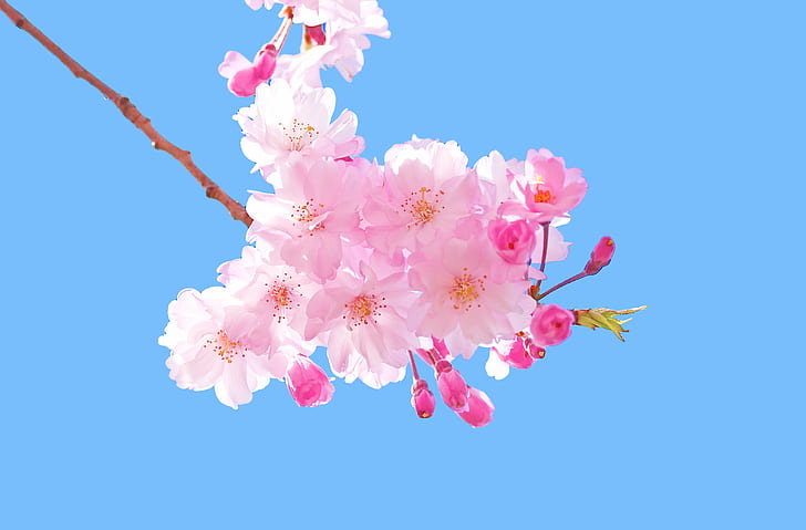 selective focus photography of cherry blossom, japanese cherry, japanese cherry