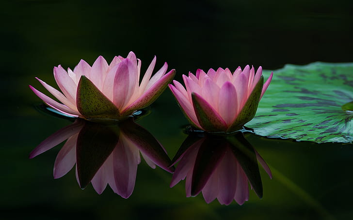 Two water lily flowers, pink petals, leaf, water reflection, two pink lotus flowers