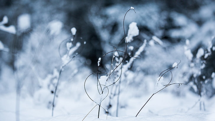 winter, snow, ice, cold, cold temperature, plant, nature, focus on foreground, HD wallpaper