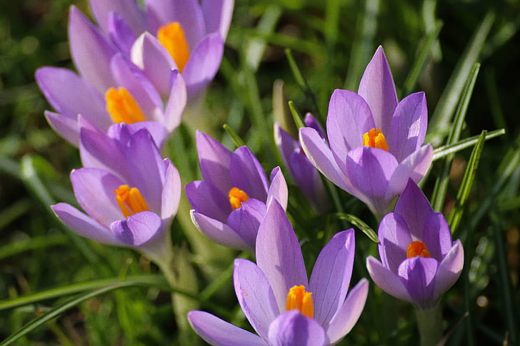 purple-and-yellow Crocus flowers at daytime, Reaching for the sun, HD wallpaper