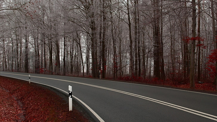 gray asphalt road, fall, tree, sign, transportation, marking, HD wallpaper