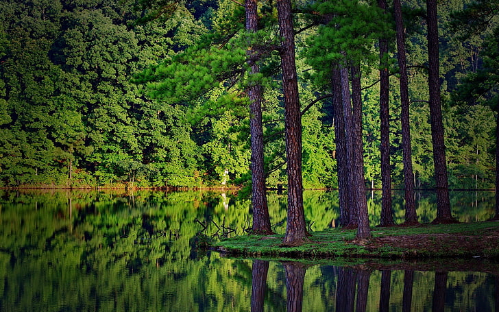 nature, landscape, summer, trees, forest, lake, reflection, HD wallpaper
