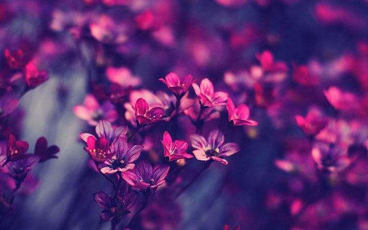 nich elegant flowers, flowering plant, beauty in nature, pink color, HD wallpaper