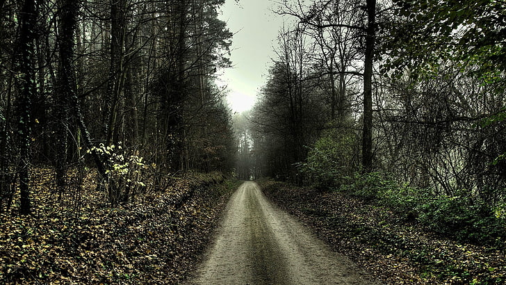 forest trail, nature, landscape, path, trees, spooky, plant, direction, HD wallpaper