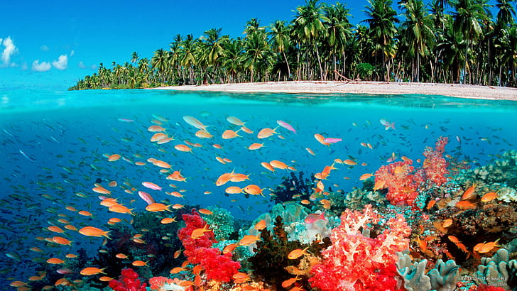 Life Under the Sea, Fiji, Ocean Life