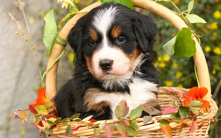 Bernese Mountain puppy, bernese shepherd, dog, flowers, basket, HD wallpaper