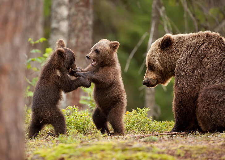 brown bears, nature, animals, forest, trees, playing, baby animals, HD wallpaper