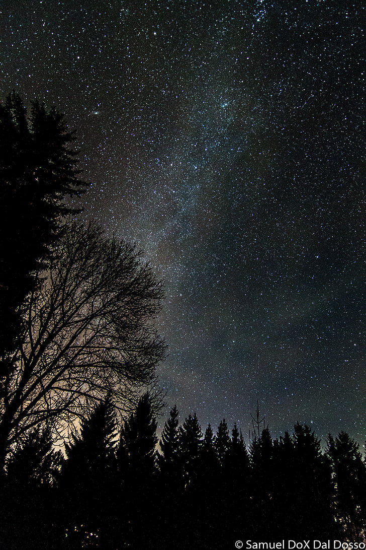 galaxy, stars, astronomy, tree, space, star - space, sky, night, HD wallpaper