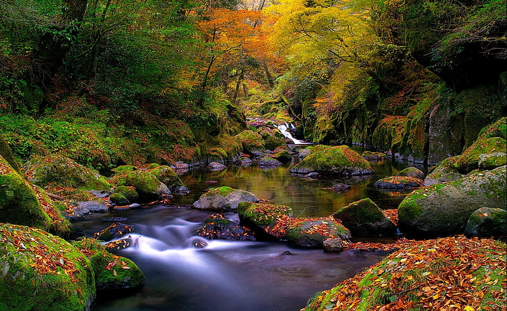 Forest Creek, Autumn, river with mossy stones wallpaper, Seasons