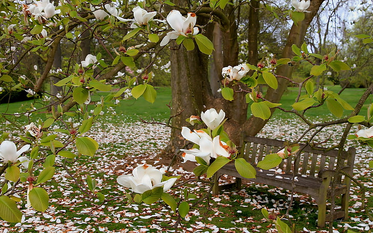 white flowers on green tree, trees, bench, grass, magnolia, spring
