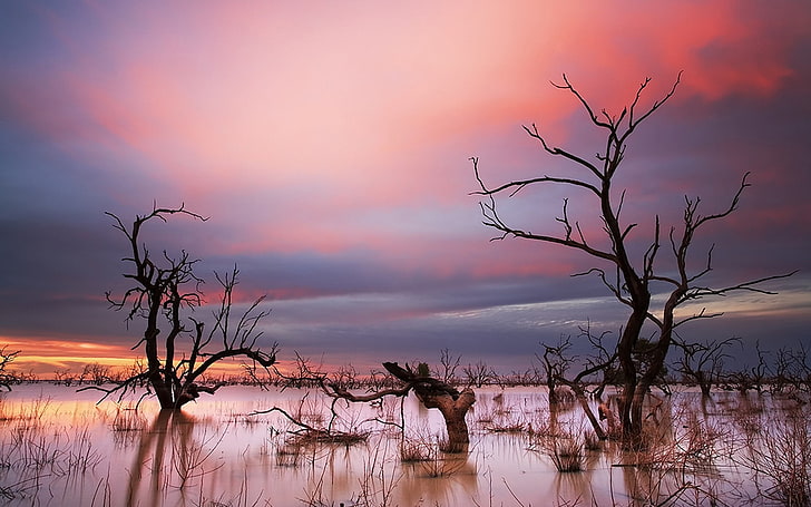 withered trees, landscape, water, swamp, sunset, sky, tranquility
