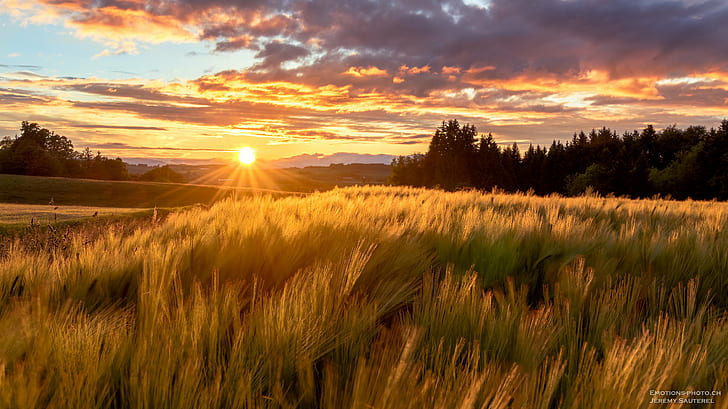 photograph of brown wheat field, Sunset, Vuisternens-devant-Romont, HD wallpaper