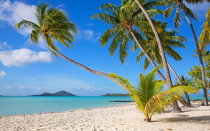 green palm trees, nature, landscape, tropical, Bora Bora, beach, HD wallpaper