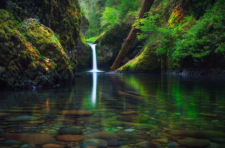 green leafed trees, autumn, forest, river, waterfall, Oregon, HD wallpaper