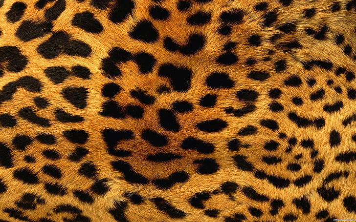 leopard skin, texture, fur, animal, pattern, wildlife, safari Animals, HD wallpaper
