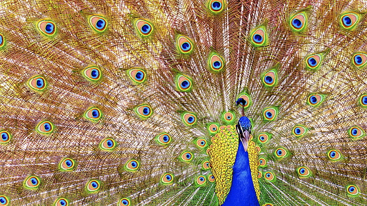 panoramic  photography of peacock, Information, bird, nature, HD wallpaper