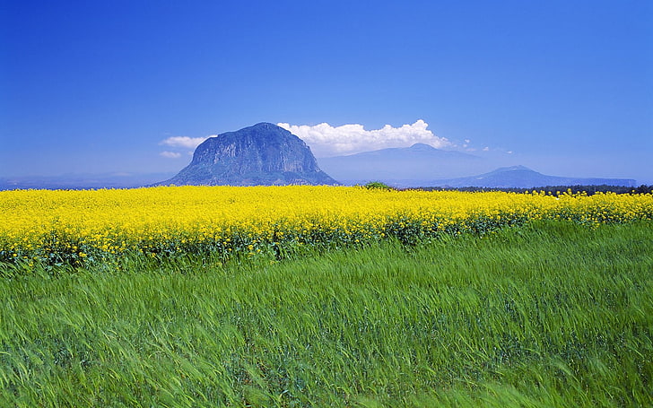 fields grass Sanbang Mountain on Jeju Island, Korea Nature Mountains HD Art, HD wallpaper