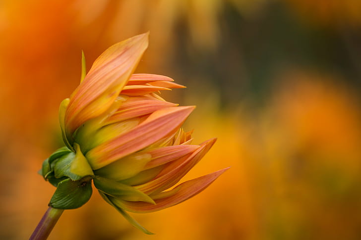 selective focus photography of pink and yellow Sunflower bud, dahlia, dahlia, HD wallpaper