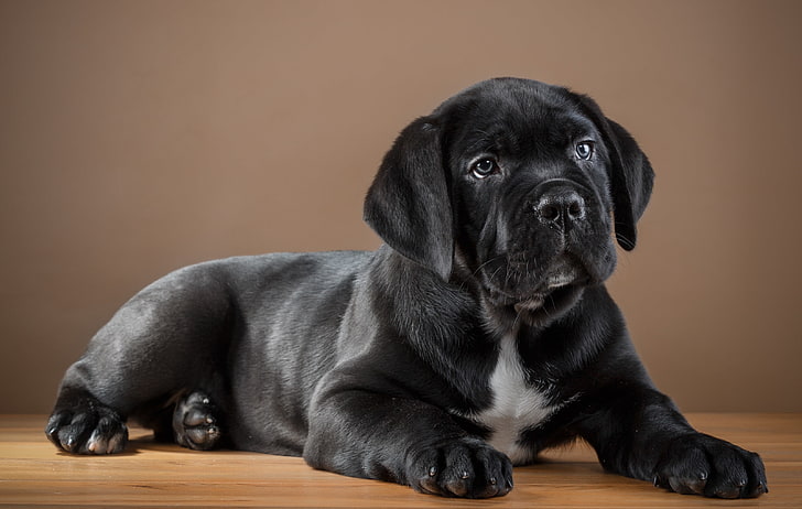 HD cane corso dog wallpapers  Peakpx