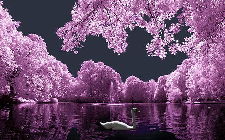 HD wallpaper: landscape, pink, swan, white | Wallpaper Flare