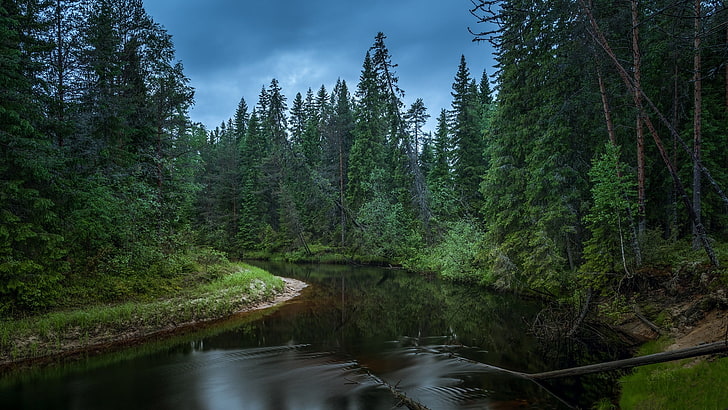 wilderness, forest, spruce fir forest, riparian zone, river, HD wallpaper