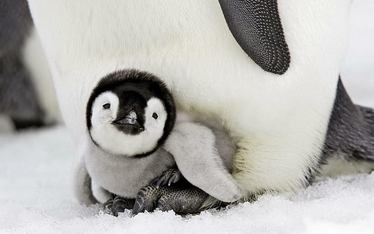 HD wallpaper: Cute Baby Penguin, beautiful, birds, animals, snow, sweet,  winter | Wallpaper Flare