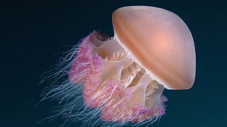 Jellyfish Sea Ocean Underwater HD Free, fishes, HD wallpaper