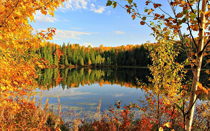 green leafed trees, lake between trees during daytime, fall, nature