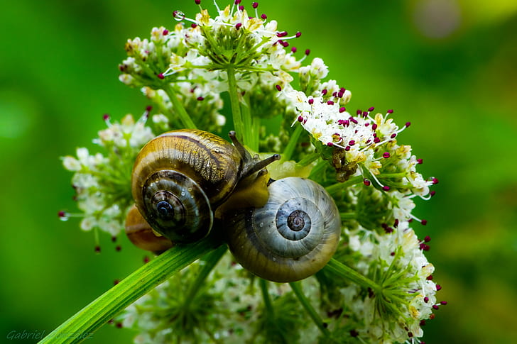 two brown snails on white clustered flowers in closeup photo at daytime, HD wallpaper