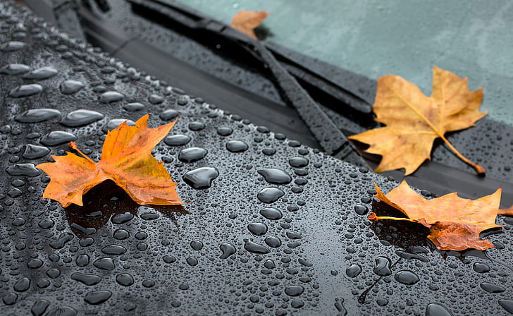 three orange maple leaves on car windshield, drops, eternity, HD wallpaper