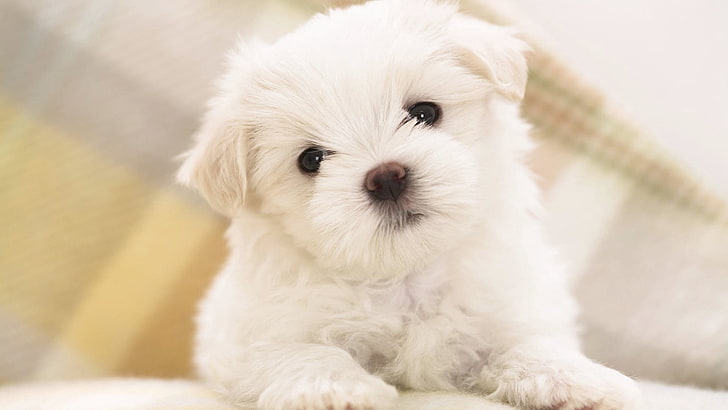 white Maltese puppy, dog, baby, pets, animal, purebred Dog, cute
