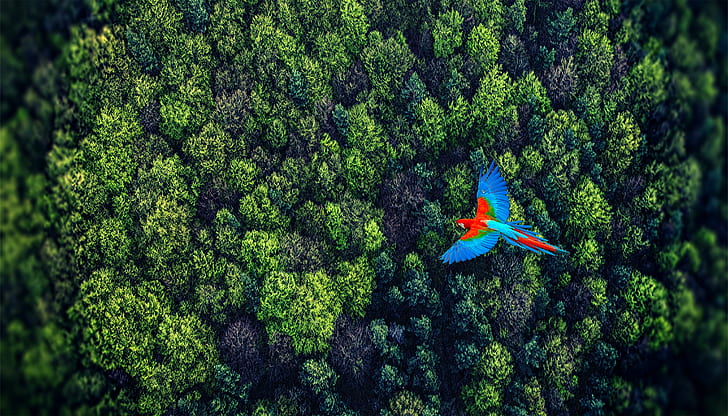red, blue, and green bird flying on top of trees, perspective