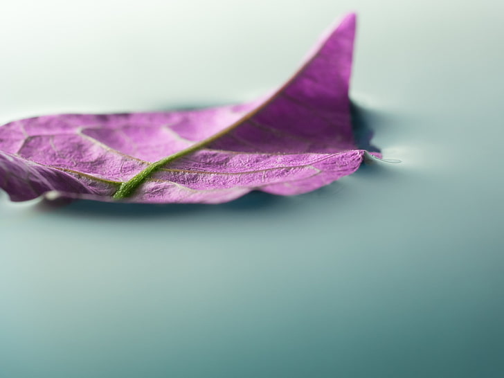 photography, macro, depth of field, leaves, purple, water, nature
