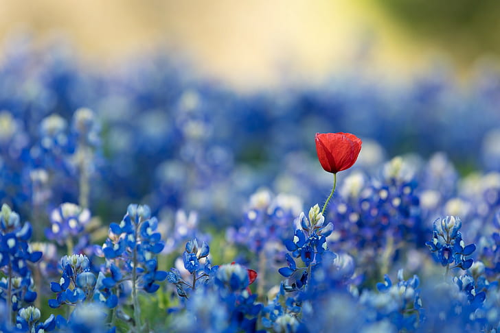 blue, red flowers, blue flowers, plants, bluebonnets, HD wallpaper