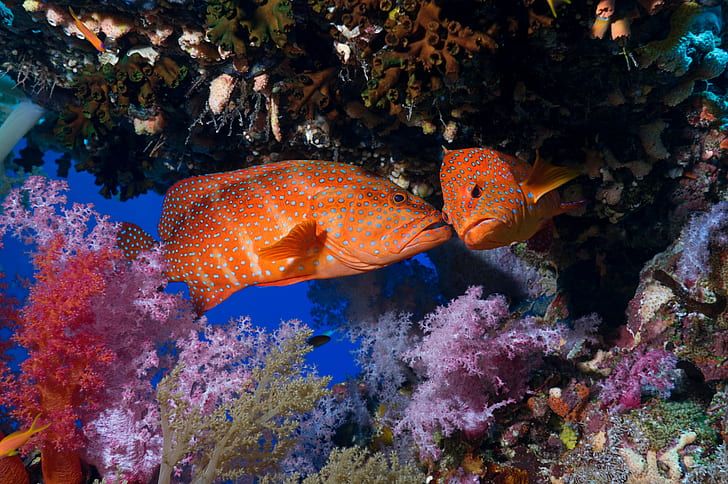animals, National Geographic, fish, coral, underwater