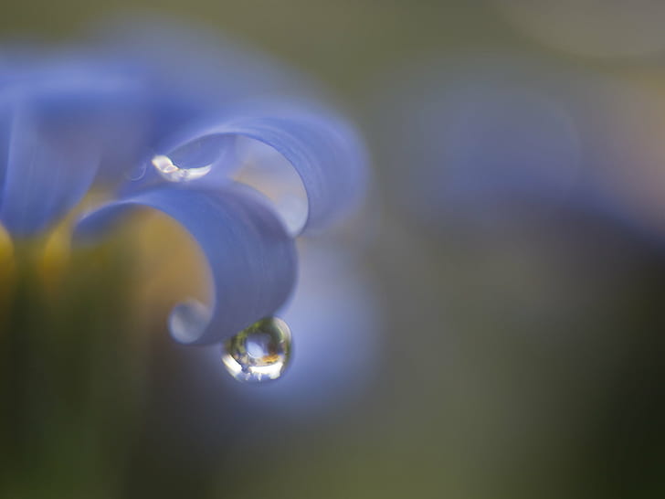 water droplet about to drop from a blue flower, Soft  water, Blume