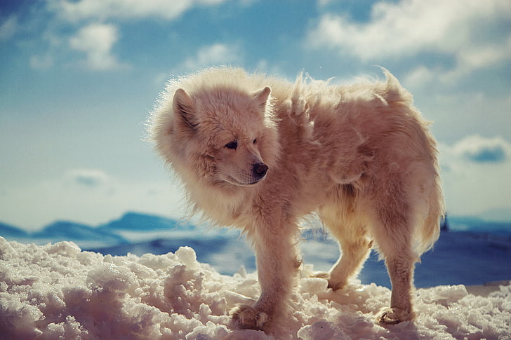 white wolf, animals, arctic wolf, snow, closeup, animal themes, HD wallpaper