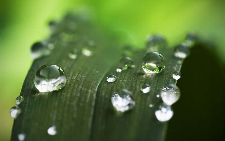 green, water drops, dew, wet, green color, close-up, plant, HD wallpaper
