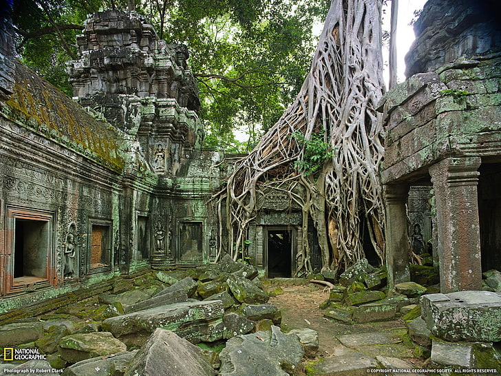 ruin, nature, trees, temple, overgrown, National Geographic, HD wallpaper